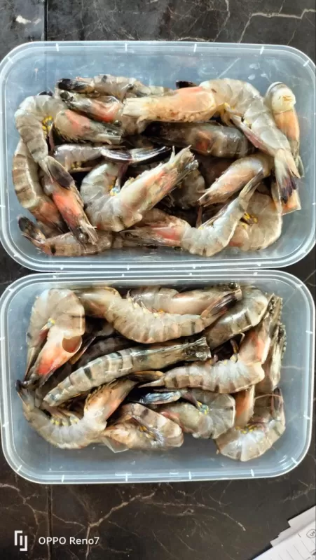 Udang besar
